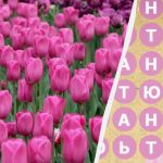 Samo 2% ljudi pronalazi riječ “tulipan” u 8 sekundi: nevjerojatna